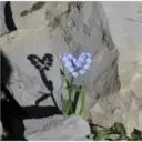 스티커