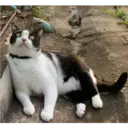 ஸ்டிக்கர்