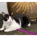 ஸ்டிக்கர்