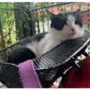 ஸ்டிக்கர்