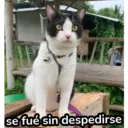 ஸ்டிக்கர்