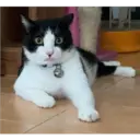 ஸ்டிக்கர்