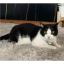 ஸ்டிக்கர்