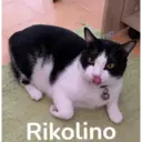 ஸ்டிக்கர்