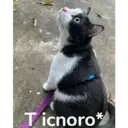 ஸ்டிக்கர்