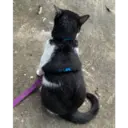 ஸ்டிக்கர்