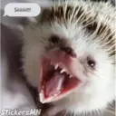 Samolepka