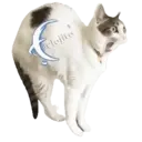 Adhesiu